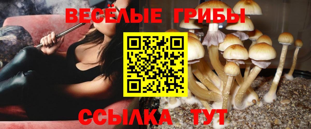 Псилоцибиновые грибы Psilocybine cubensis Алапаевск